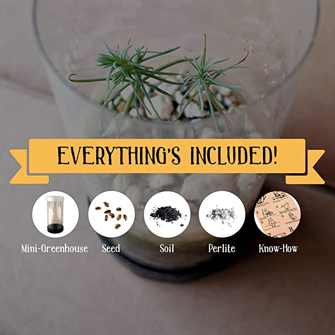 Living Christmas Tree Fraser Fir Seed Grow Kit