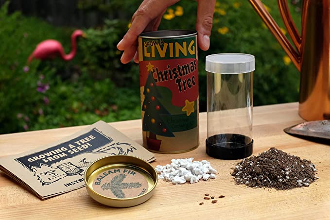 Living Christmas Tree Fraser Fir Seed Grow Kit